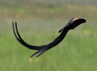 Uccello in volo con una coda straordinariamente lunga su sfondo verde sfocato, simbolo dell’effetto “long tail” e della continuità nel tempo dei contenuti digitali.