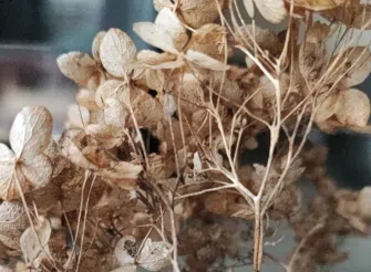 Fiore essiccato trovato nel bosco durante un’uscita di foraging, simbolo di equilibrio naturale e bellezza discreta.