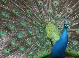 Pavone con la ruota aperta che mostra il suo piumaggio colorato, simbolo di esibizione ed egocentrismo.